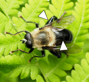 In this photo we see a Mallota bautias that is climbing through a green frond.