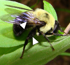 A Mallota posticata that has landed on a small green shoot of leaves can bee seen in this photo.