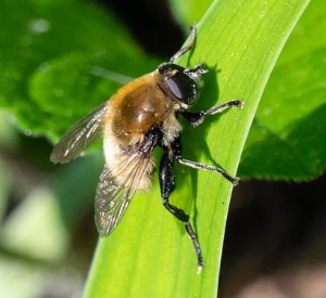 A photo of a Merodon equestris clinging to a broad leaf.