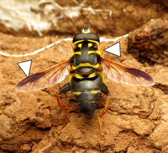 A photo a Meromacrus acutus above a patch of orange clay dirt.