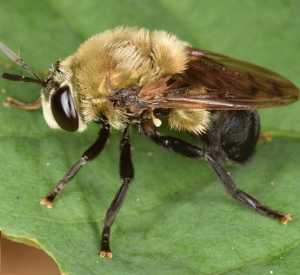 A photo of a Microdon megalogaster resting on a leaf.