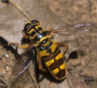 In this photo a Milesia virginiensis can be seen on a tan leaf over a bare patch of soil.