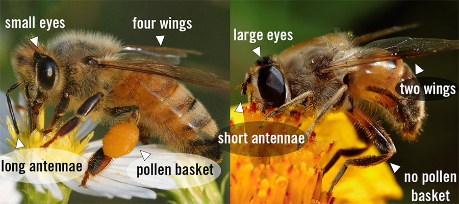 A Hoverfly (Eristalis tenax; right) Compared to Its Honeybee Model (Apis mellifera; left).