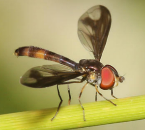 A photo a Ocyptamus fuscipennis that has landed on a green stem.