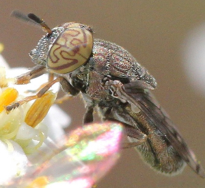 A photo of a Orthonevra nitida sampling a white flower.