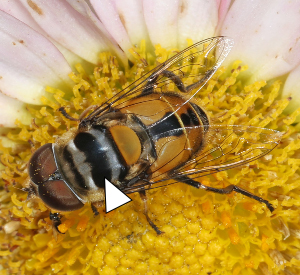 A photo of a Palpada agrorum sampling a light pink flower.