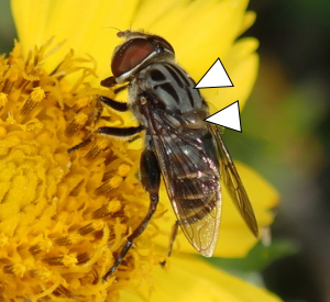 A photo of Palpada furcata sampling a yellow flower.