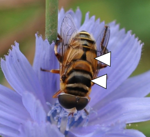 A photo of a Palpada vinetorum sampling a purple flower.