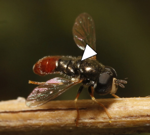 A photo of a Paragus haemorrhous in profile that has landed on a woody surface.