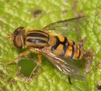 A photo of a Parhelophilus integer busy with a white flower.