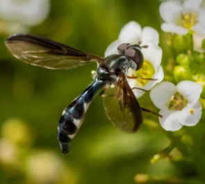 A photo of a Pelecinobaccha costata engaged with a small cluster of white flowers.