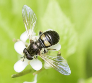 A photo featuring a Pipiza femoralis harvesting above a small white flower.