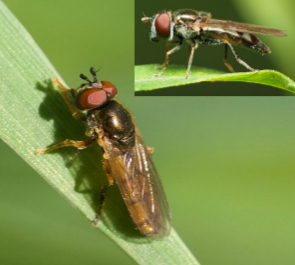 A figure featuring photos of both a female and a male Platycheirus species resting on green vegetation.