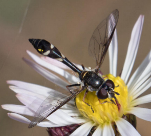 A Psudodoros clavatus in this photo is seen resting on a white flower.