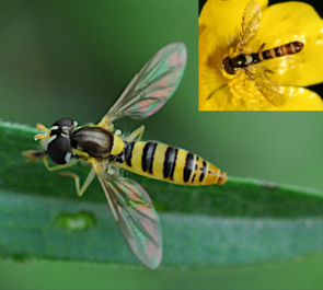 A figure featuring a female Sphaerophoria contigua with an included image of a male Sphaerophoria contigua for comparison.