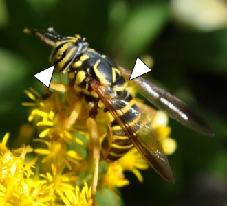 A Spilomyia longicornis sits on a spray of yellow flowers in this photo.