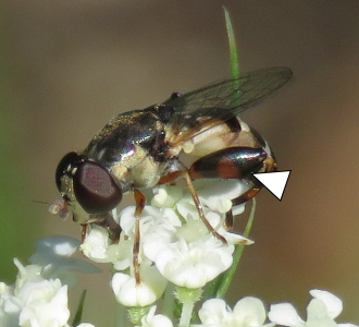 A photo a Syritta pipiens enjoying a group of white flowers.