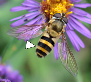 A photo featuring a Syrphus species harvesting from a purple flower.