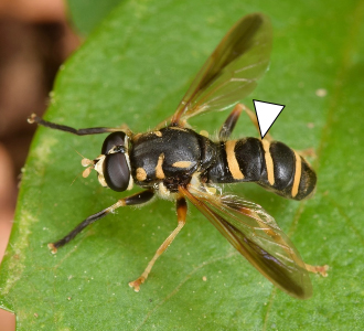 A photo of a Temnostoma balyras approaching the edge of a leaf.