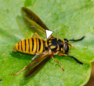 A photo taken from above a Temnostoma daochus on a leaf.