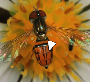 A photo taken from above a Toxomerus boscii in the center of a white flower.