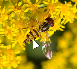 A photo a Toxomerus geminatus perusing a dense group of small yellow flowers.