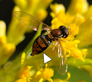 In this photo a Toxomerus marginatus lands on a sparse yellow flower cluster.