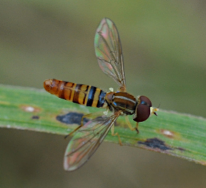 A Toxomerus politus in this photo is seen resting on a blade of grass.