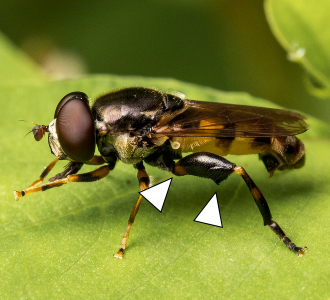 A photo of a Tropidia albistylum grooming on a leaf.