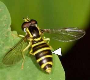 A photo featuring a Xanthogramma flavipes resting on a leaf.