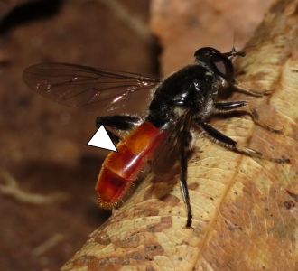 A photo taken from above a Xylota bicolor on a leaf.