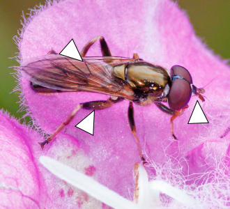 A photo of a Xylota ejuncida approaching the edge of a leaf.