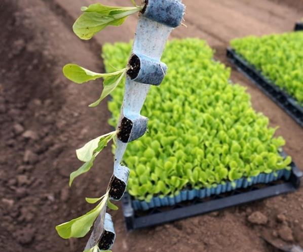 a photo of a row of taped seedlings held in the shot's focus