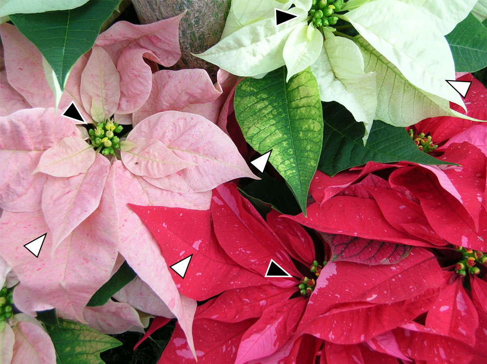 a variety of poinsettias with their bract (leaves) and flowers labeled with white and black arrows, respectively