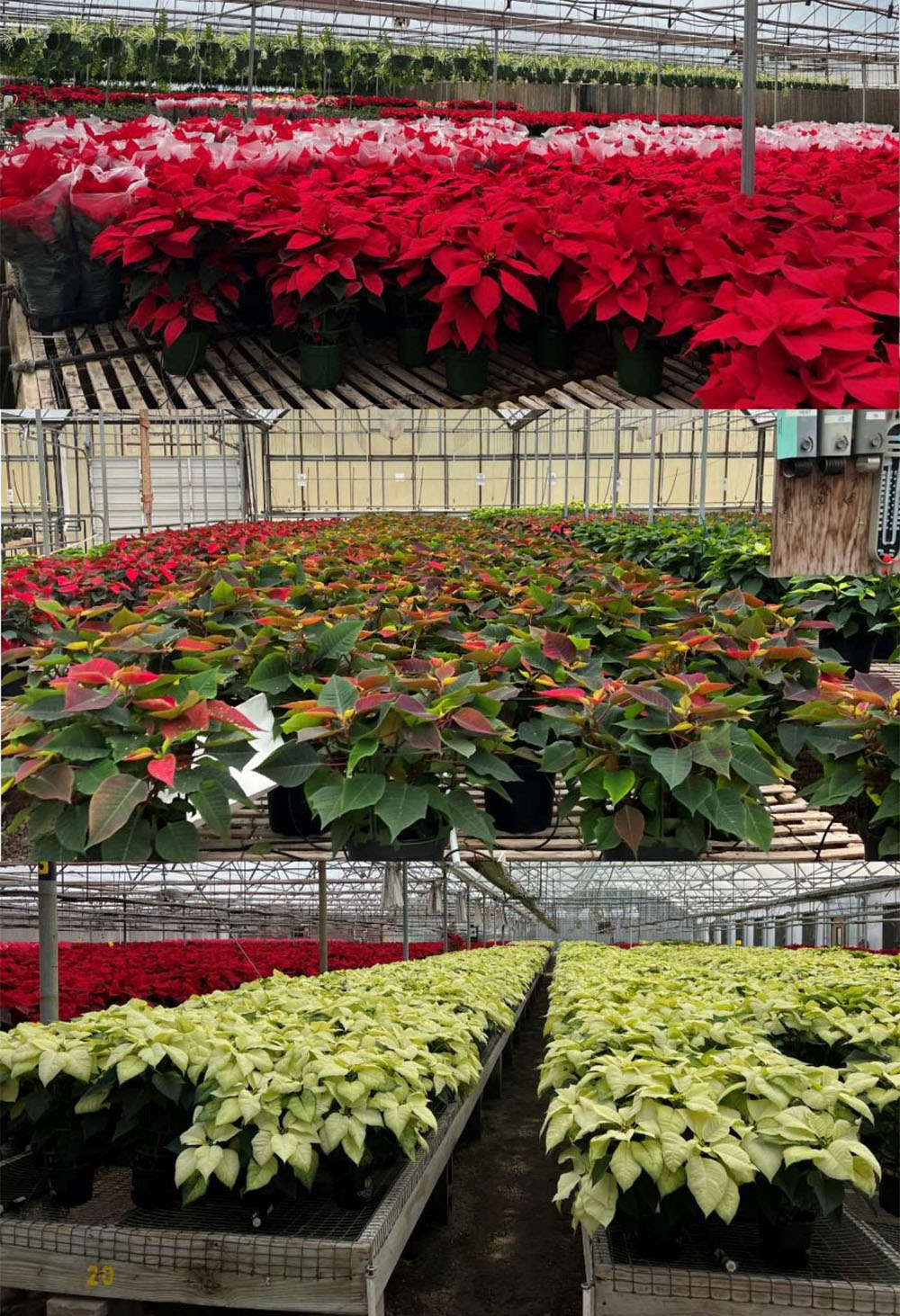 three photographs of commercial poinsettia nursery shelves filled with different varieties of poinsettia