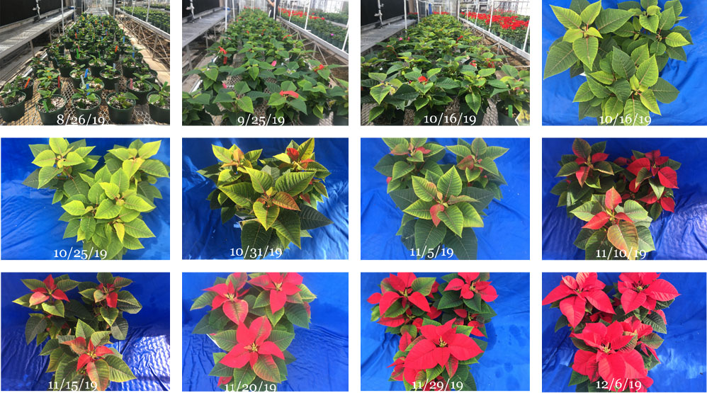 a figure composed of 12 photographs documenting poinsettia appearance during the course of a production schedule