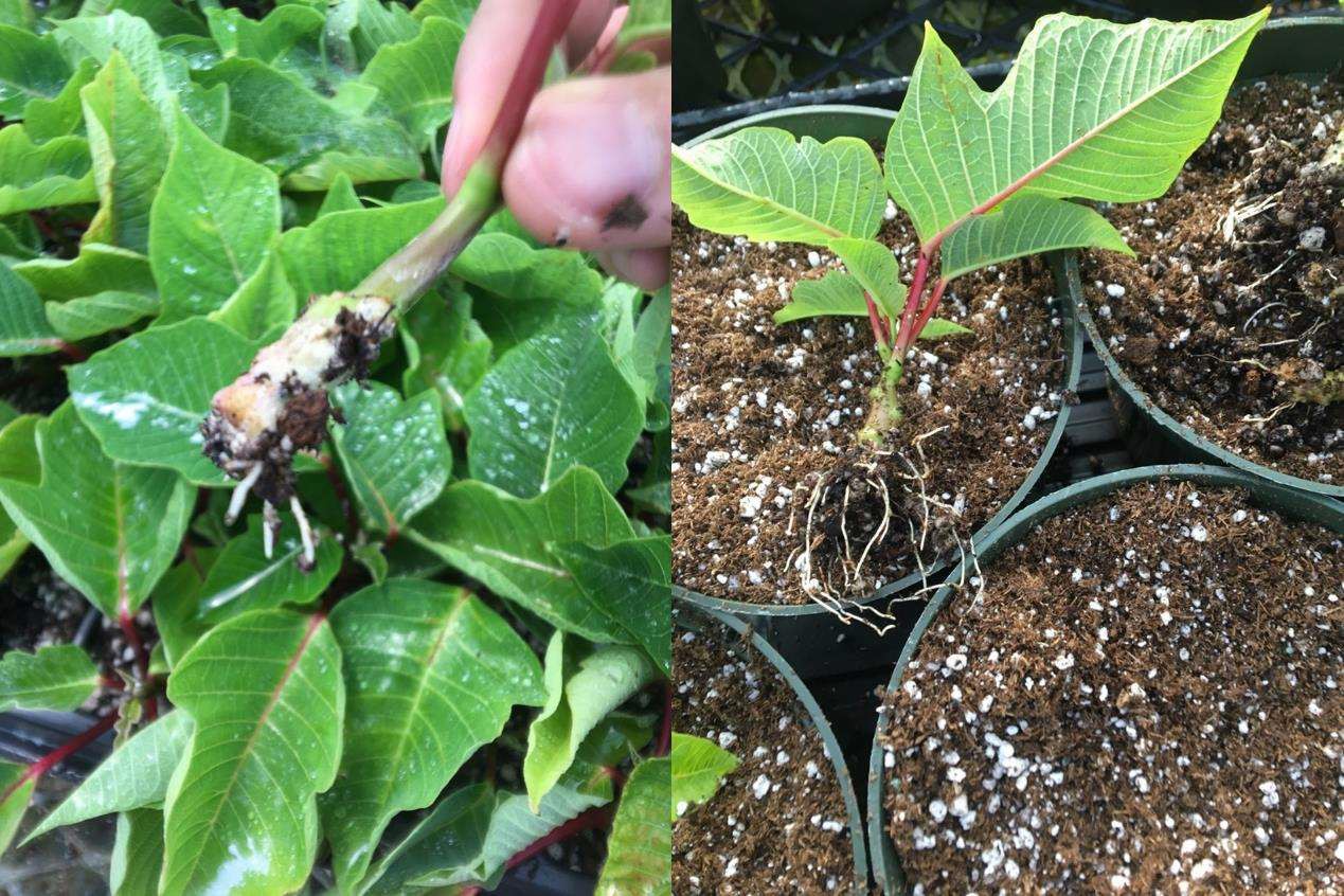 two photos, one showing a rooted poinsettia plant and the other a set of 6 inch potting containers with a single poinsettia plant in view