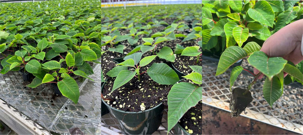 three photos showing different substrate implementations for poinsettia production
