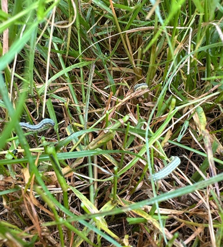 Two fall armyworm caterpillars can be seen close to the ground in a stand of tall forage.