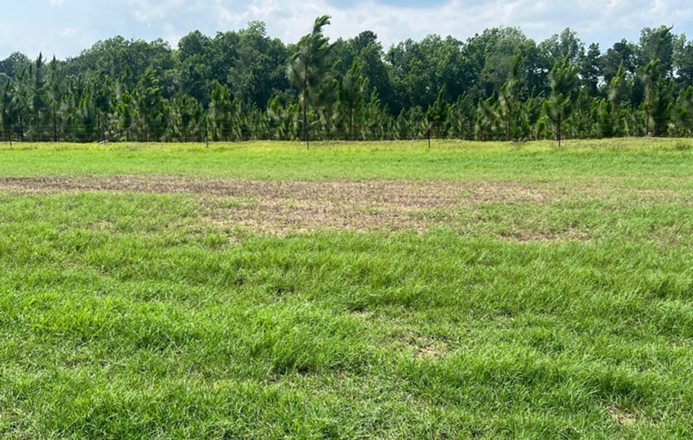 A pasture shows a large brown area that can resemble drought or other damage. In this case, it's from fall armyworm feeding.