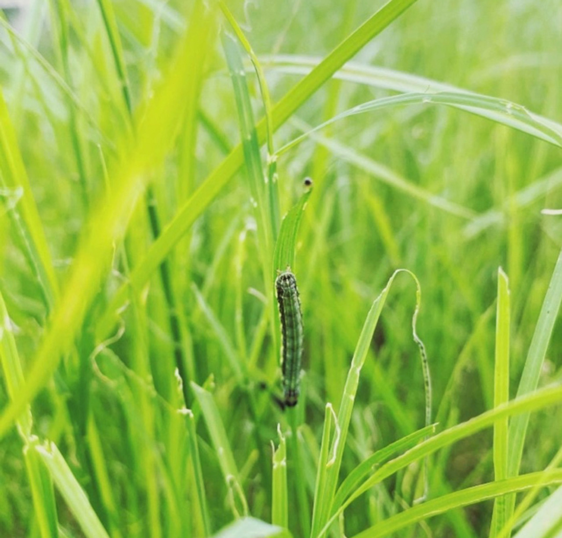 Broken and chewed up grass blades indicate fall armyworm damage from feeding