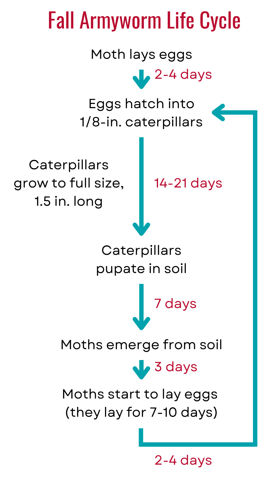 A diagram of a caterpillar growth stages as described in the accompanying text