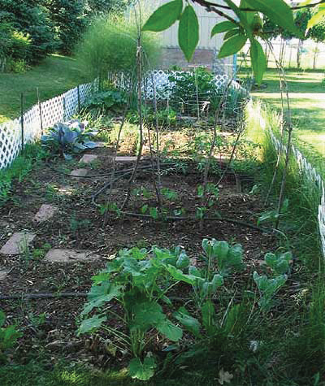 Create a balcony vegetable garden - The English Garden