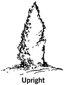 drawing showing the shape of an upright shrub