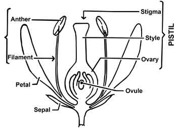 Diagram of parts of a flower