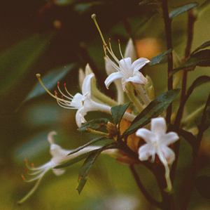Swamp azalea whitte flowers