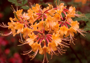 Florida azalea orange flowers