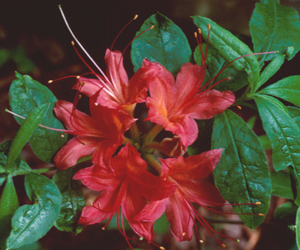 Cumberland azalea red flowers