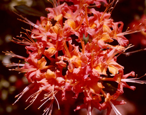 Oconee azalea orange-red flowers