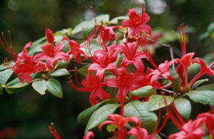 Plumleaf azalea red flowers